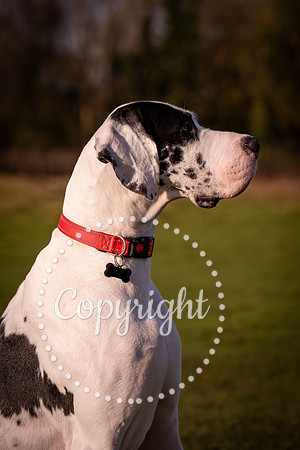 20241117 - (Great Dane) Zane-1