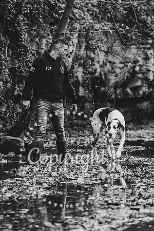 20241117 - (Great Dane) Zane-77