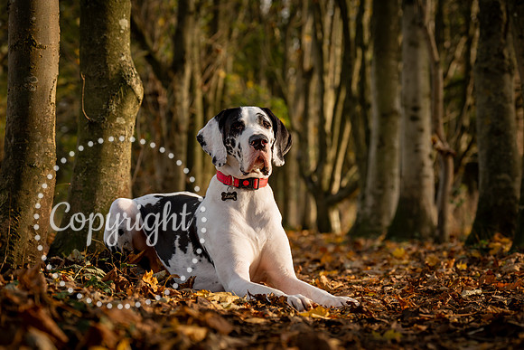 20241117 - (Great Dane) Zane-12