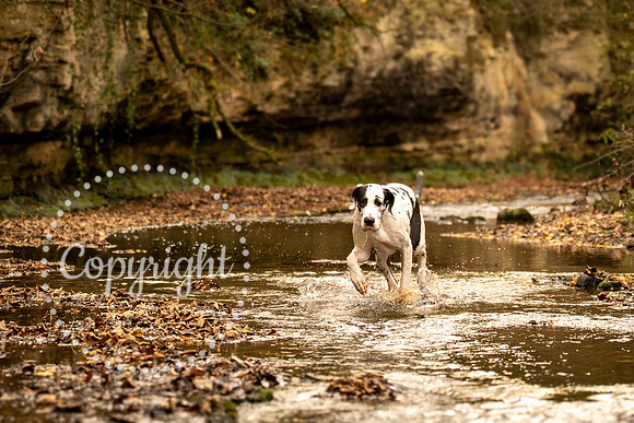 20241117 - (Great Dane) Zane-59