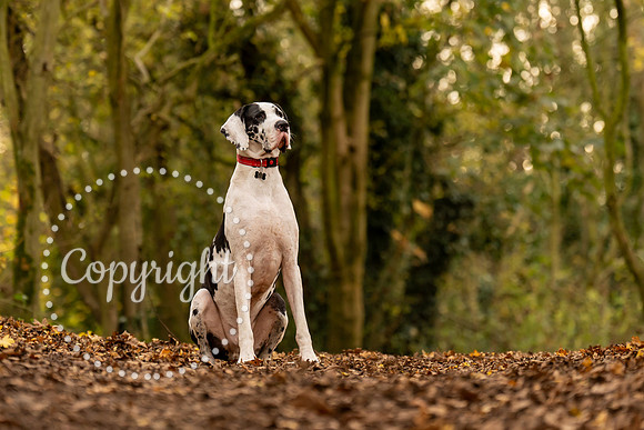20241117 - (Great Dane) Zane-84