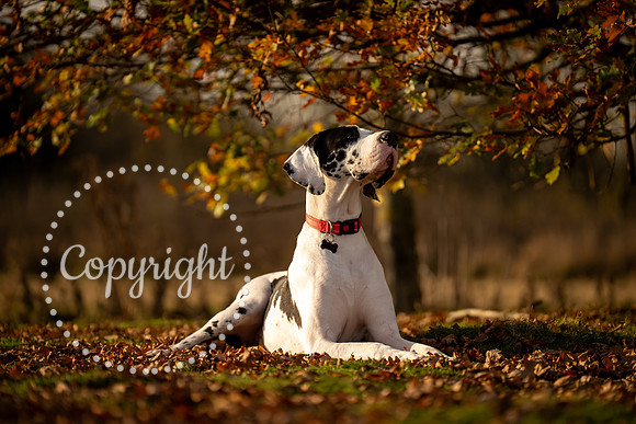 20241117 - (Great Dane) Zane-32