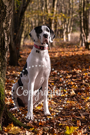 20241117 - (Great Dane) Zane-2