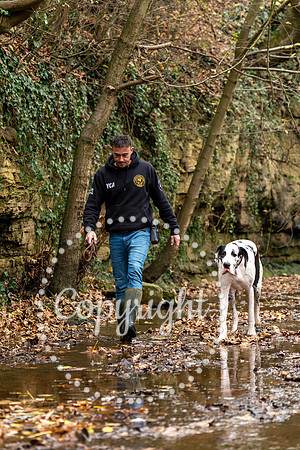 20241117 - (Great Dane) Zane-78