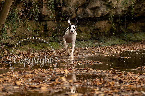 20241117 - (Great Dane) Zane-82
