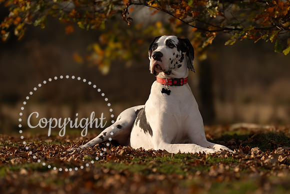 20241117 - (Great Dane) Zane-36