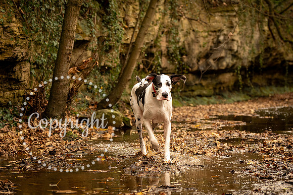 20241117 - (Great Dane) Zane-65