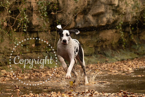 20241117 - (Great Dane) Zane-83