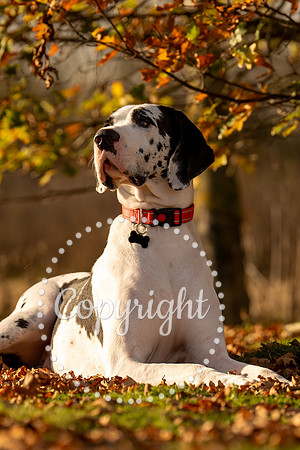 20241117 - (Great Dane) Zane-38