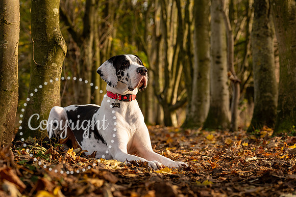 20241117 - (Great Dane) Zane-14