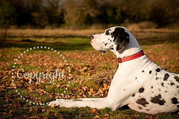 20241117 - (Great Dane) Zane-40