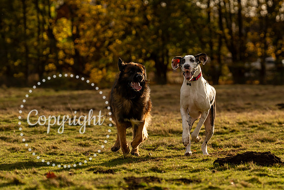 20241117 - (Great Dane) Zane-45