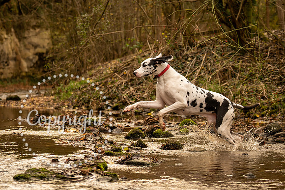 20241117 - (Great Dane) Zane-56