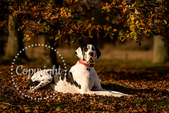20241117 - (Great Dane) Zane-21