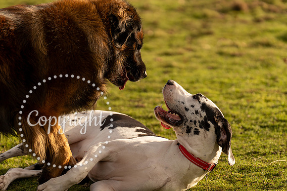 20241117 - (Great Dane) Zane-47