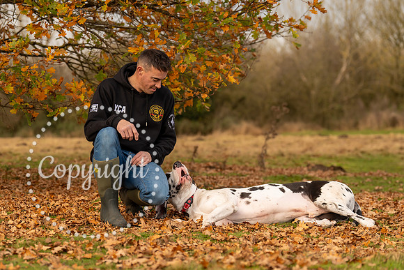 20241117 - (Great Dane) Zane-52