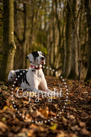 20241117 - (Great Dane) Zane-8