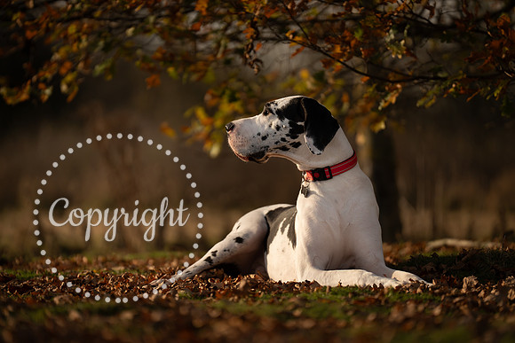 20241117 - (Great Dane) Zane-26