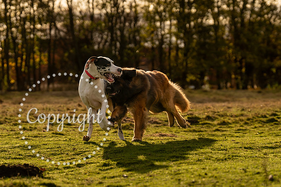 20241117 - (Great Dane) Zane-42