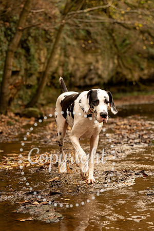 20241117 - (Great Dane) Zane-70