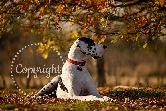 20241117 - (Great Dane) Zane-24