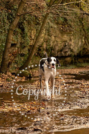20241117 - (Great Dane) Zane-67