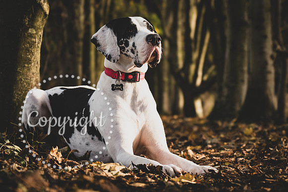 20241117 - (Great Dane) Zane-13