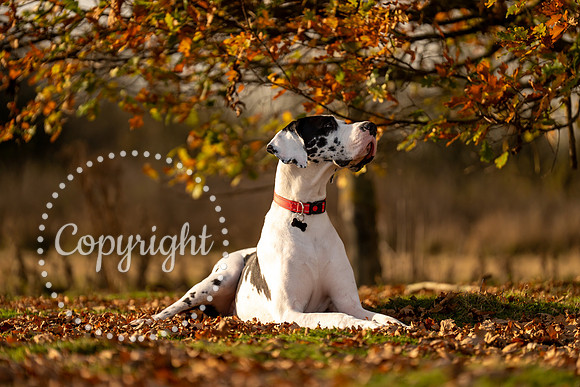20241117 - (Great Dane) Zane-33