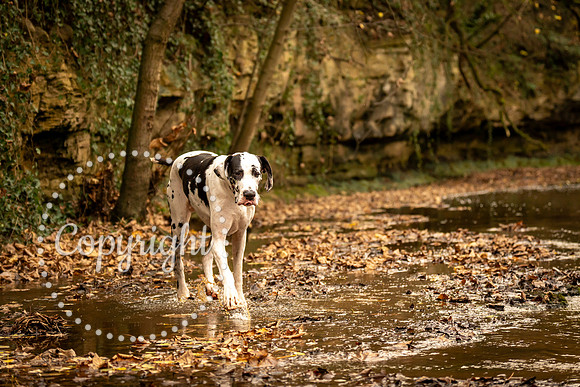 20241117 - (Great Dane) Zane-62