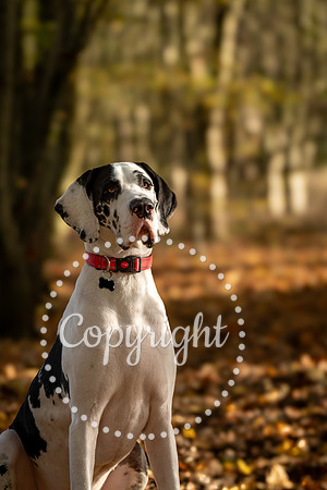 20241117 - (Great Dane) Zane-4
