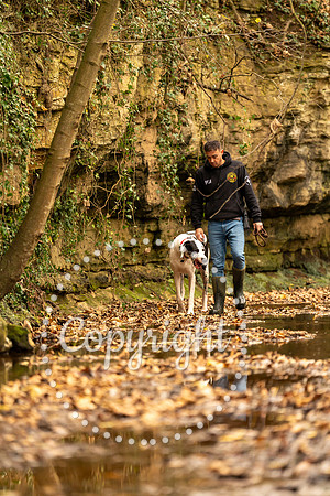 20241117 - (Great Dane) Zane-74