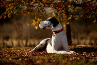 Zane (Great Dane) Shoot