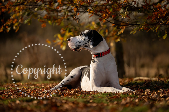 20241117 - (Great Dane) Zane-25