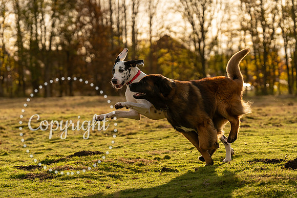 20241117 - (Great Dane) Zane-43
