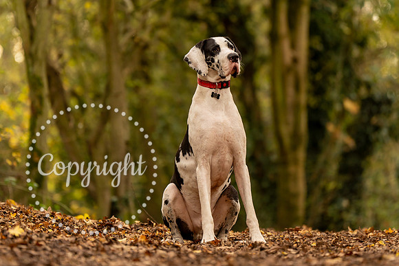 20241117 - (Great Dane) Zane-86