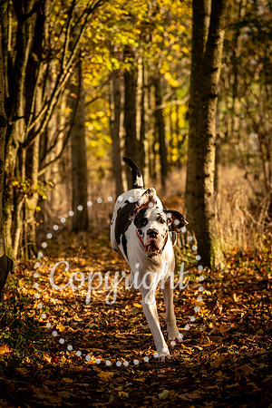 20241117 - (Great Dane) Zane-16