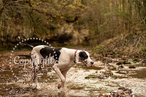 20241117 - (Great Dane) Zane-61