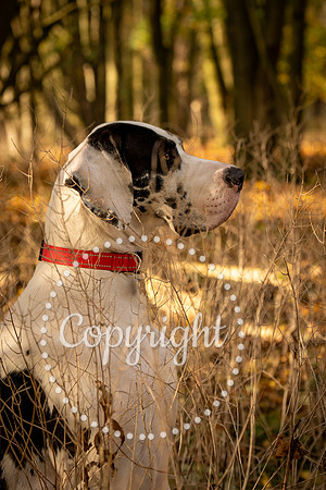20241117 - (Great Dane) Zane-15