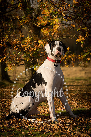20241117 - (Great Dane) Zane-17