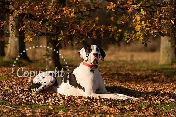 20241117 - (Great Dane) Zane-19