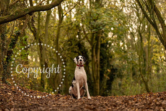 20241117 - (Great Dane) Zane-88
