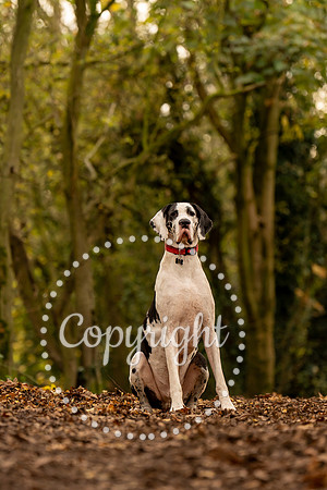20241117 - (Great Dane) Zane-85