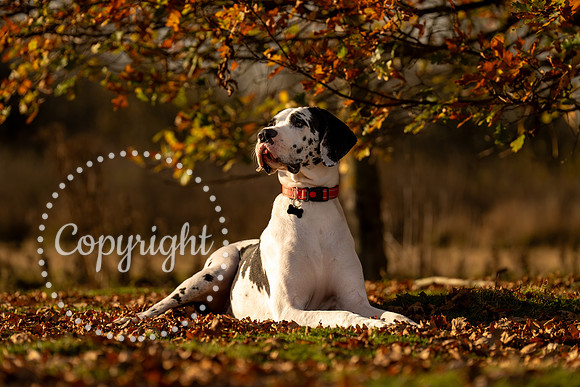 20241117 - (Great Dane) Zane-37