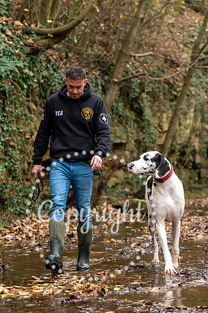 20241117 - (Great Dane) Zane-79