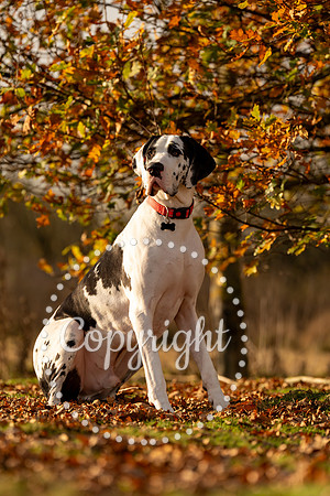 20241117 - (Great Dane) Zane-39