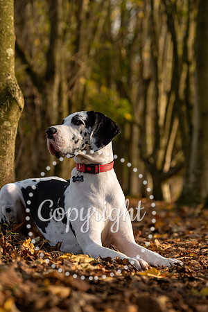 20241117 - (Great Dane) Zane-6
