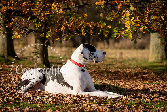 20241117 - (Great Dane) Zane-18