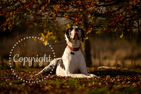 20241117 - (Great Dane) Zane-28
