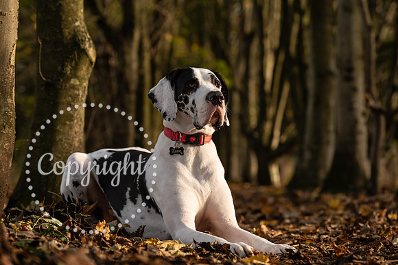20241117 - (Great Dane) Zane-11