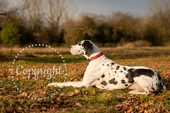 20241117 - (Great Dane) Zane-41